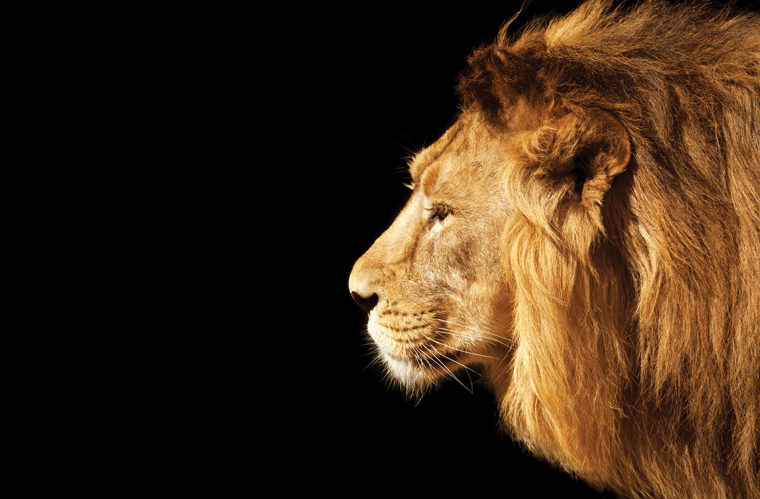 El principio del Ciento por Uno – por Jerry Savelle